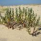 Polígono-marítimo; Língua-de-galinha; Corriola-marinha // Seaside Knotweed (Polygonum maritimum)