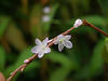 The Family Polygonaceae in Thailand